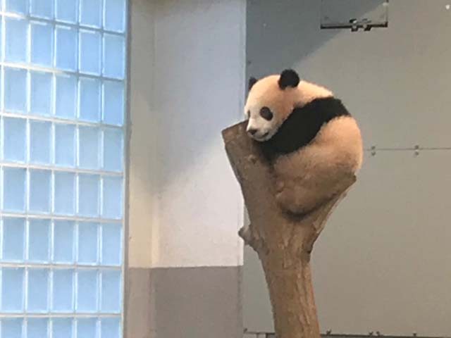 panda