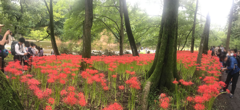 巾着田の彼岸花01